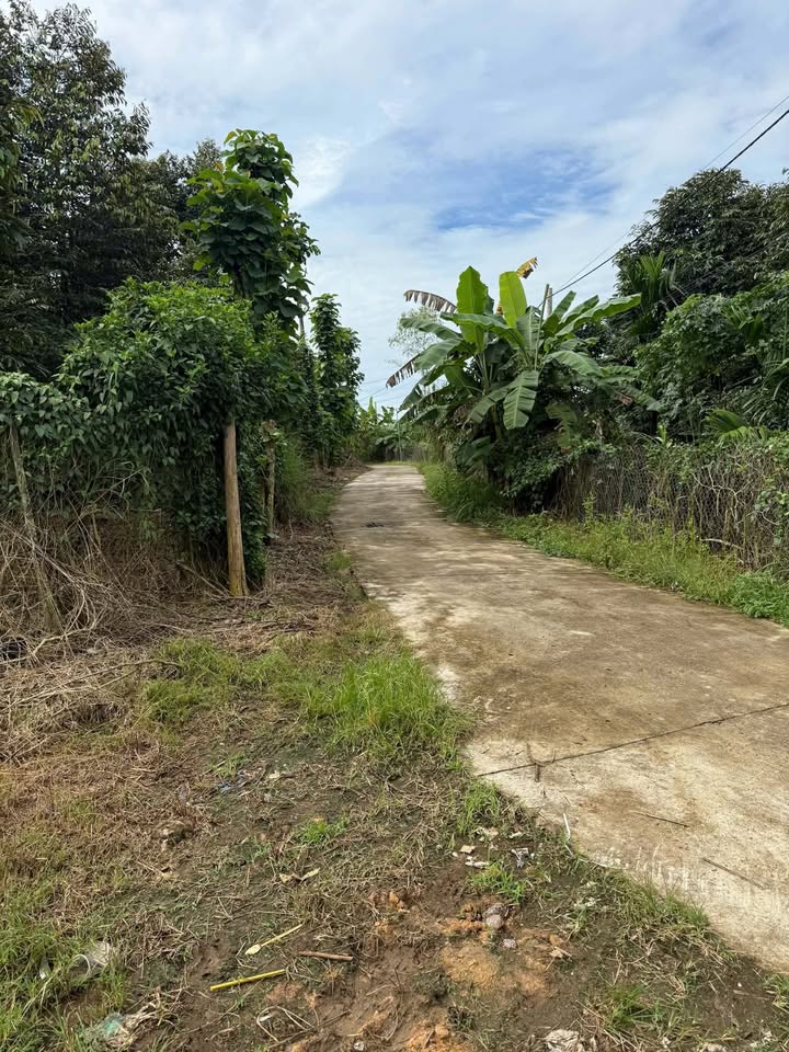 Đất cây lâu năm 11160m² xã Tân Phú giá 649 triệu - Pháp lý rõ ràng, hỗ trợ vay ngân hàng!