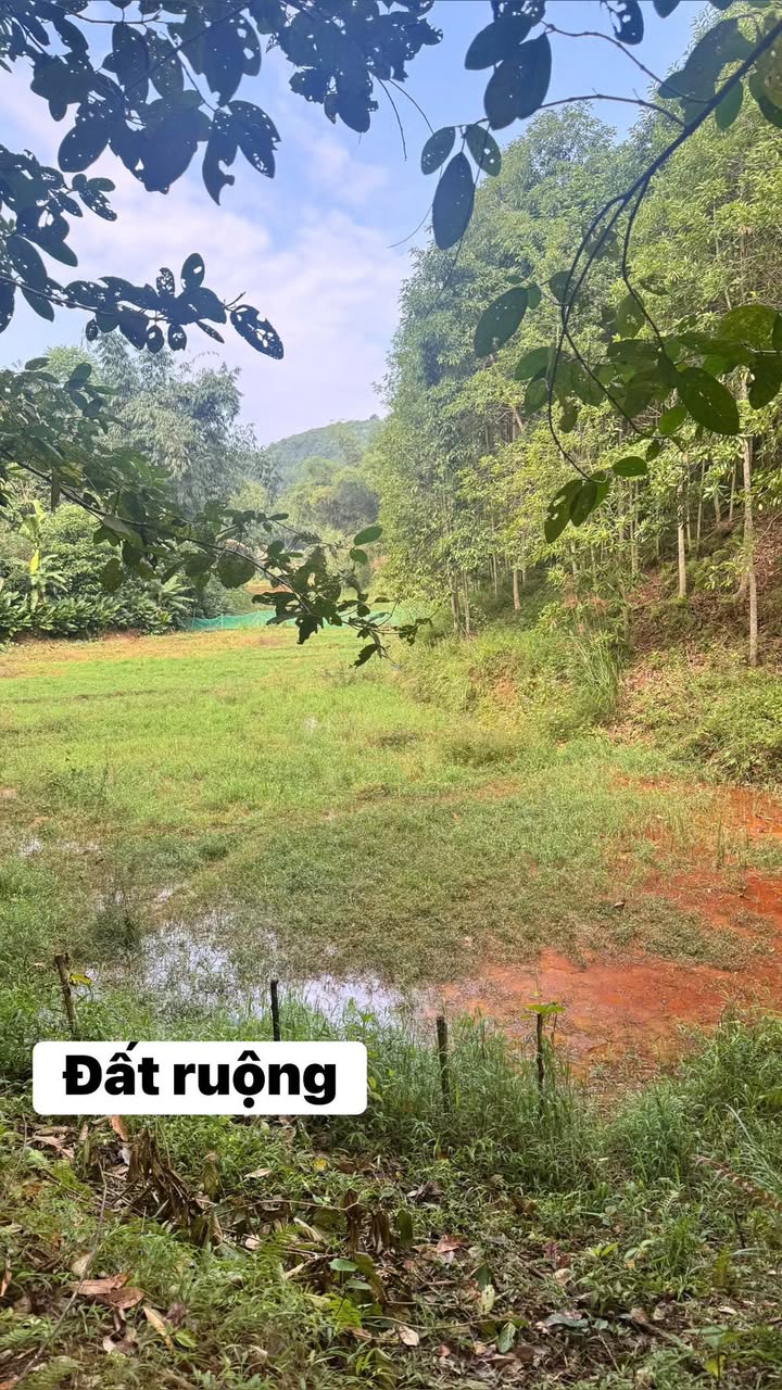 Đất trang trại 4ha tại Xuân Quang, Lào Cai - Giá chỉ 1 tỷ VND!