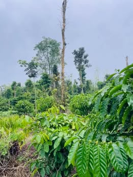 Đất nền Ea M'nang 2160m² giá 1.699 tỷ - Cơ hội đầu tư hấp dẫn!