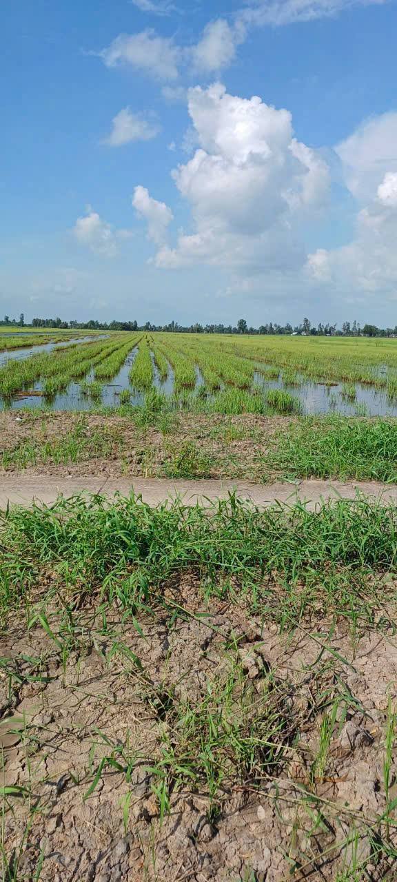 Đất ruộng 4100m² xã Thạnh Lộc, An Giang - Giá chỉ 750 triệu, thương lượng chính chủ!