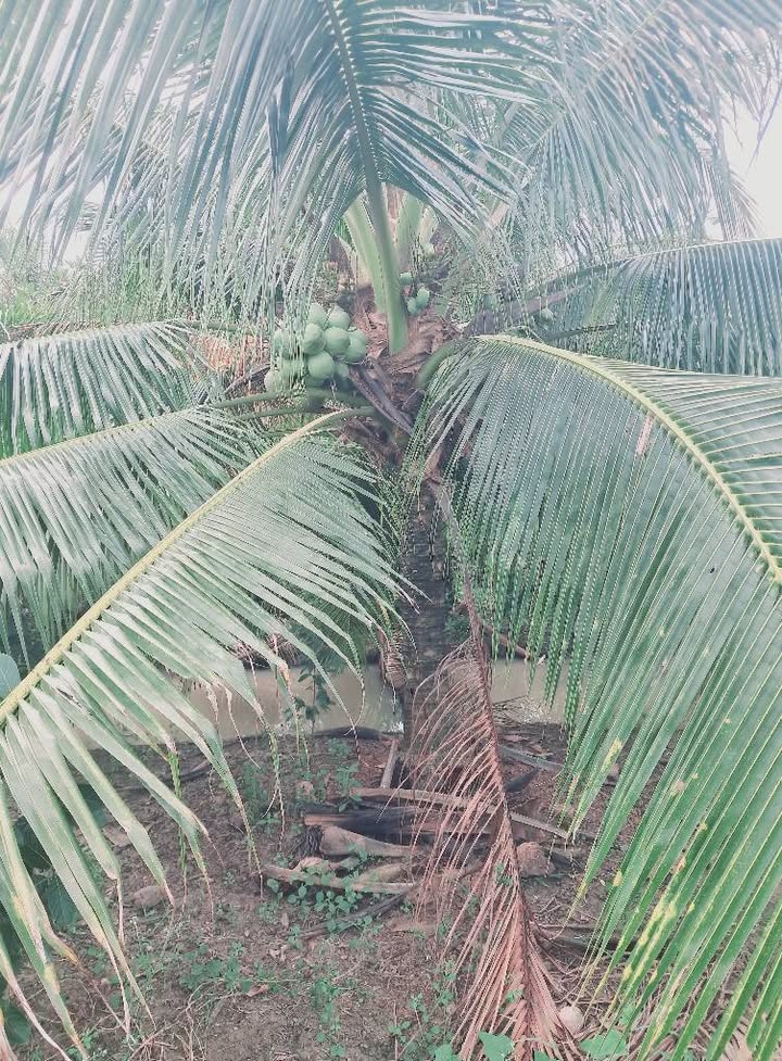 Đất nông nghiệp 2072m² xã An Thạnh Thủy, huyện Chợ Gạo - Giá chỉ 1.1 tỷ