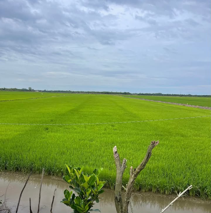 Đất ruộng 34 công tại Tân Thạnh, Long An - Giá chỉ 4.76 tỷ - Cơ hội đầu tư tuyệt vời!