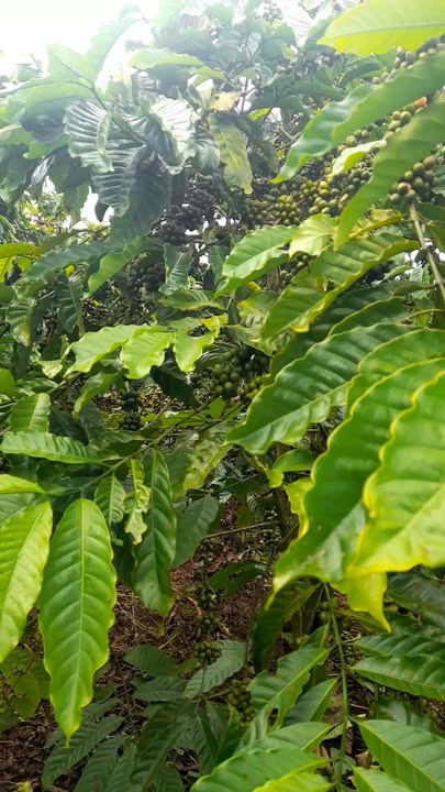 Đất Tân Văn Lâm Hà 30m² giá 3.3 tỷ - Đường nhựa, chính chủ bán gấp!