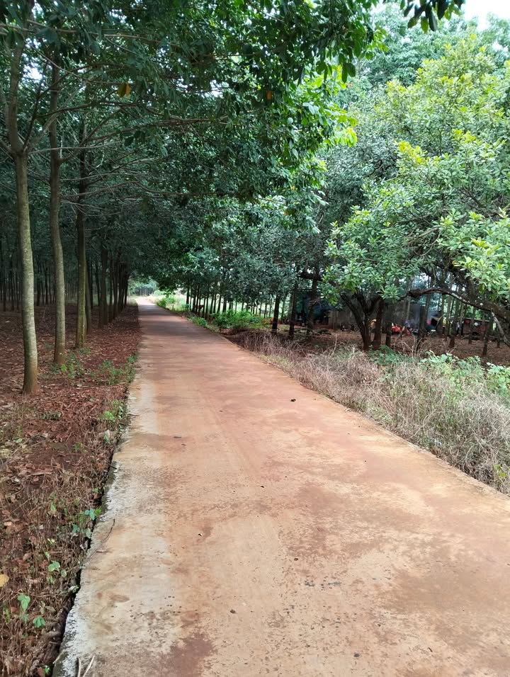 Đất nền Tiến Thành 4000m² giá 2.16 tỷ - Cơ hội đầu tư hấp dẫn!