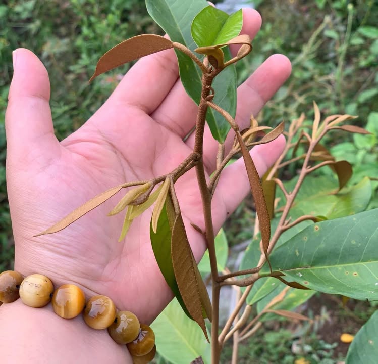 Đất nền Thống Nhất Bù Đăng 55m² giá 2.75 tỷ - Đầu tư sinh lời ngay!