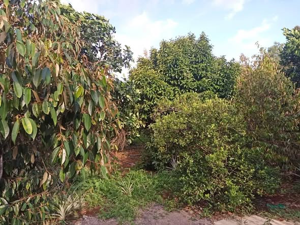 Vườn Sầu Riêng 1023m² Xã Kim Long giá 1.3 tỷ - Đầu tư sinh lời hấp dẫn!