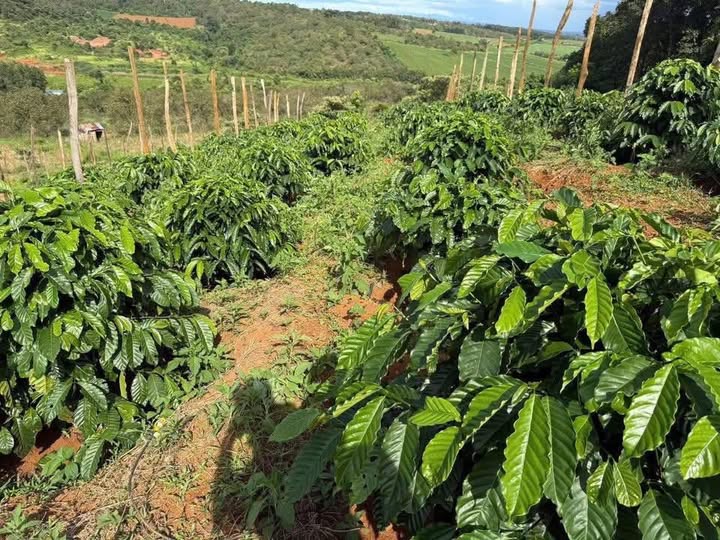 Farm 1.5ha Nhân Đạo Đắk Nông giá 2.9 tỷ - Sổ đỏ chính chủ, thương lượng nhẹ!