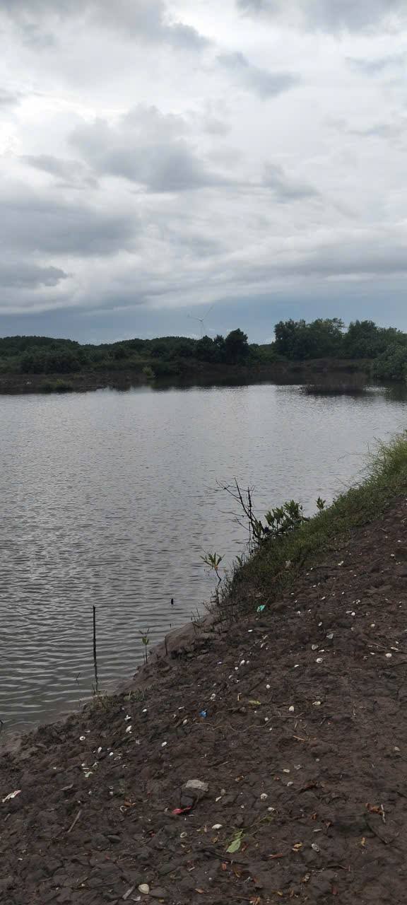 Farm 14ha tại Thới Thuận, Vĩnh Long - Cho thuê nuôi tôm, sò