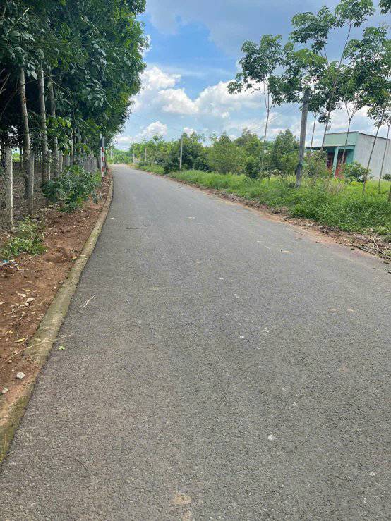 Đất cao su 3000m² mặt tiền đường nhựa An Linh, Phú Giáo - Giá chỉ 1.25 tỷ!