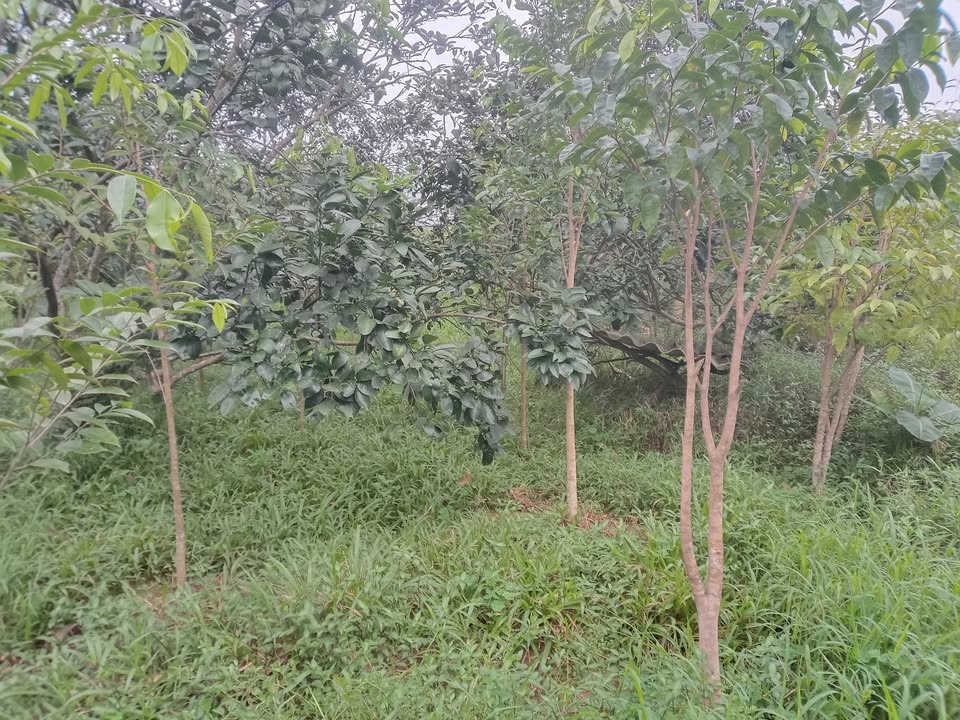 Đất vườn Hương Xuân, Hương Khê 1963m² - Cơ hội đầu tư hấp dẫn!