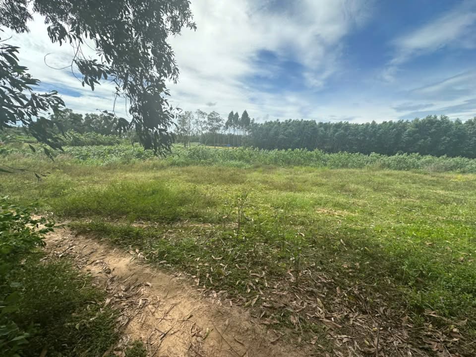 Đất mặt tiền sông Dinh Tân An 3074m² giá 1.3 tỷ - Cơ hội đầu tư tuyệt vời!