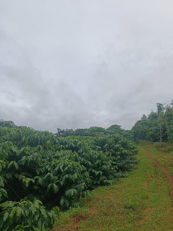 Đất nền Lộc Ngãi Bảo Lâm 360m² giá 160 triệu - Cơ hội đầu tư tuyệt vời!