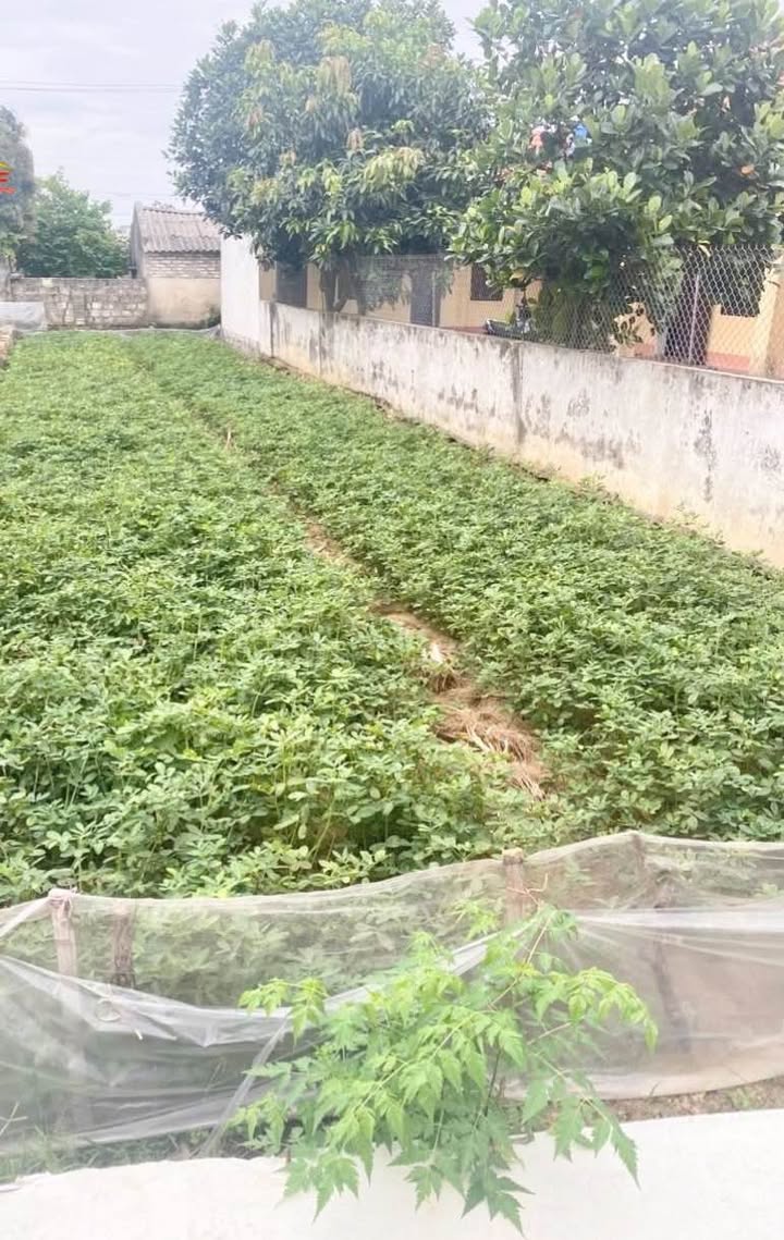 Đất Ninh Phúc, Hoa Lư 145,7m² - Đối diện trường cấp 2, Đầu tư sinh lời!