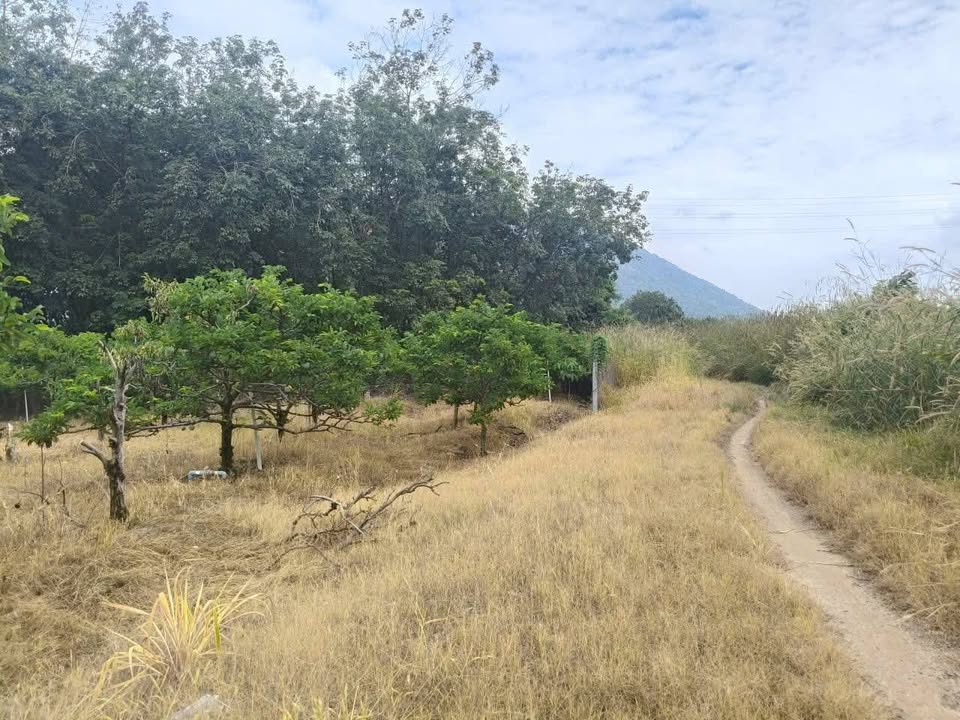 Đất nền phường Bình Minh, Tây Ninh 490m² - Giá thỏa thuận hấp dẫn!