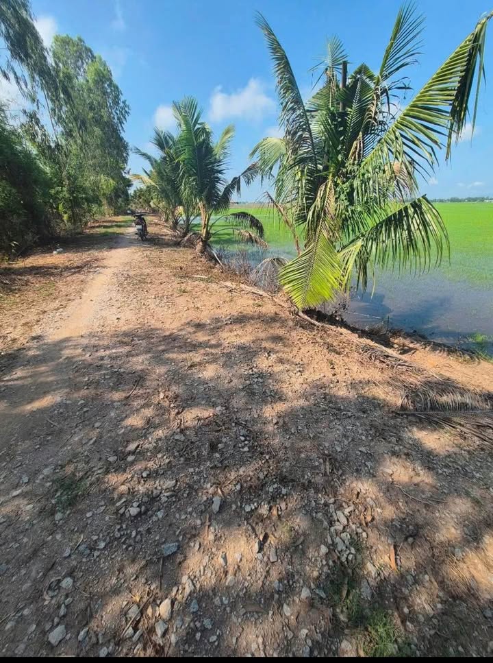 Đất nông nghiệp 6024m² xã Bình Phú, Châu Phú - Giá chỉ 830 triệu