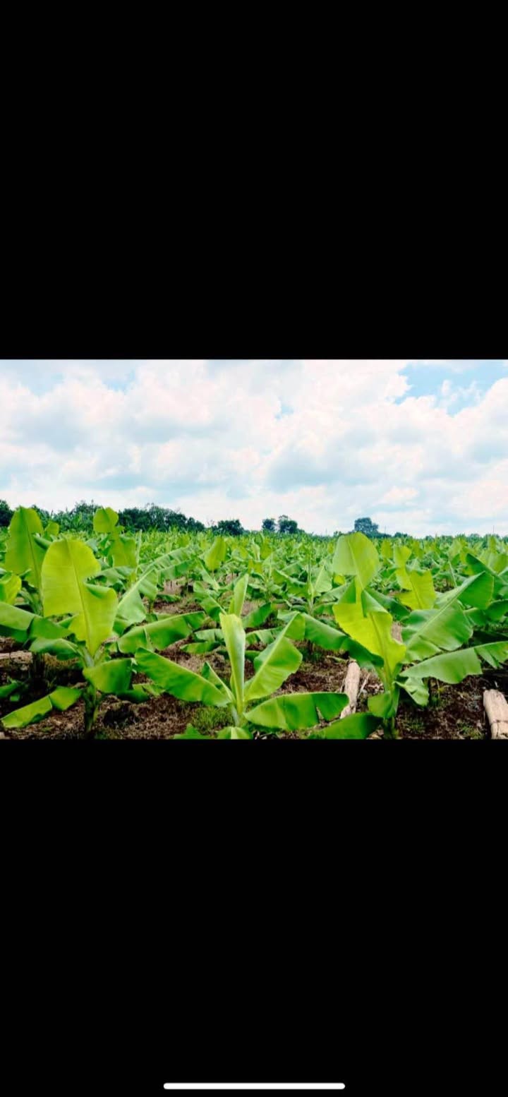 Đất vườn Gia Kiệm 20.000m² giá 1.8 tỷ - Đầu tư sinh lời ngay!