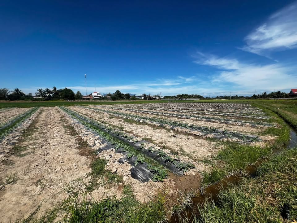 Đất cây lâu năm 4641m² tại Hàm Thắng, Bình Thuận - Giá chỉ 8.35 tỷ!