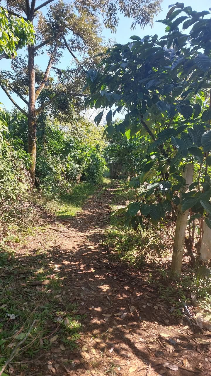 Đất nền Trần Hưng Đạo Lộc Sơn 607m² giá 2.7 tỷ - Mặt tiền rộng, cây ăn trái kín vườn!