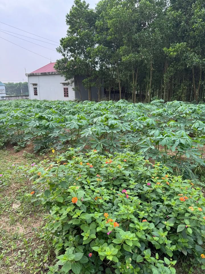 Đất thổ cư 300m² chính chủ tại Đông Thành, Thanh Ba, giá 1.1 tỷ - Cơ hội đầu tư hấp dẫn!