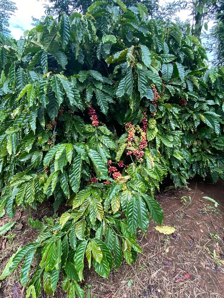 Đất nền Đăk Yă, Mang Yang 10.000m² giá 3.3 tỷ - Cơ hội đầu tư sinh lời cao!