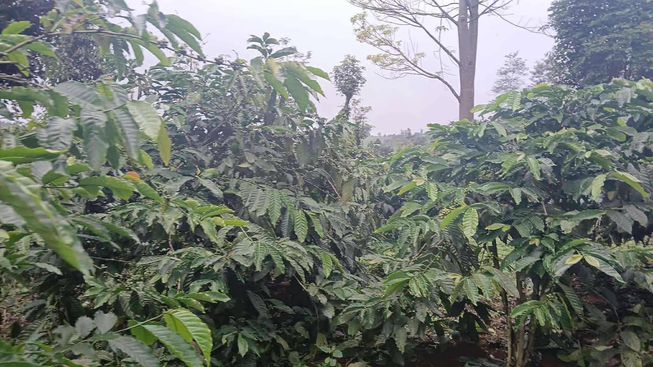 Đất nền Quảng Trực Tuy Đức 20.000m² giá 3 tỷ - Vị trí đắc địa, thích hợp đầu tư!