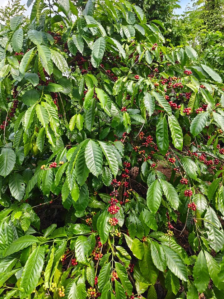 Đất nền thôn 6, xã Ea M'nang, 21.600m² giá 1,7 tỷ - Cơ hội đầu tư hấp dẫn!