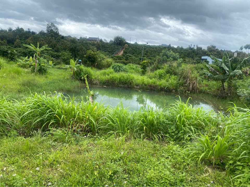 Đất nền Hòa Nam, Di Linh 1.600m² sổ đỏ chính chủ - Yên tĩnh lý tưởng cho nghỉ dưỡng!