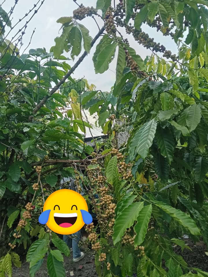 Đất nền chính chủ tại xã Tân Lạc 8000m² giá 3 tỷ - Cơ hội đầu tư sinh lời!