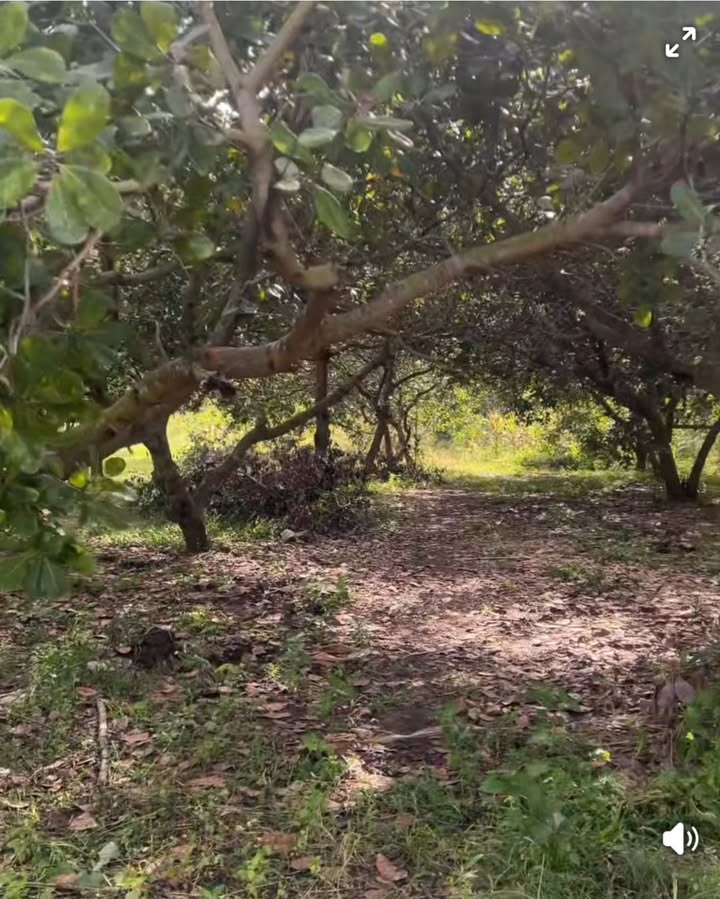 Đất nền 4.3 xào tại Thanh Hòa, Bù Đốp - Giá chỉ 600 triệu VND