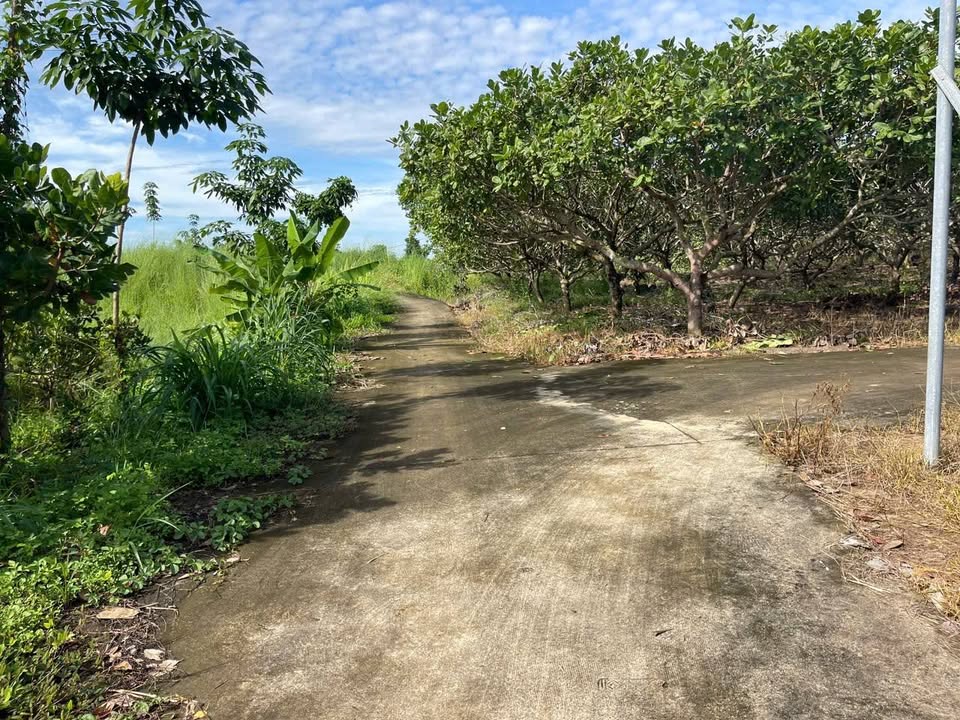 Đất nền ấp 5, Thanh Hòa, Bù Đốp - 3600m² giá 185 triệu - Pháp lý rõ ràng!