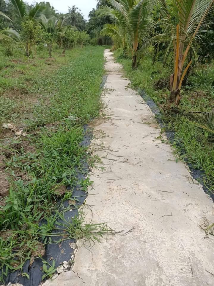 Đất nền Tân Phú Tây, Mỏ Cày Bắc 1.012m² giá chỉ 450 triệu - Đầu tư sinh lời ngay!