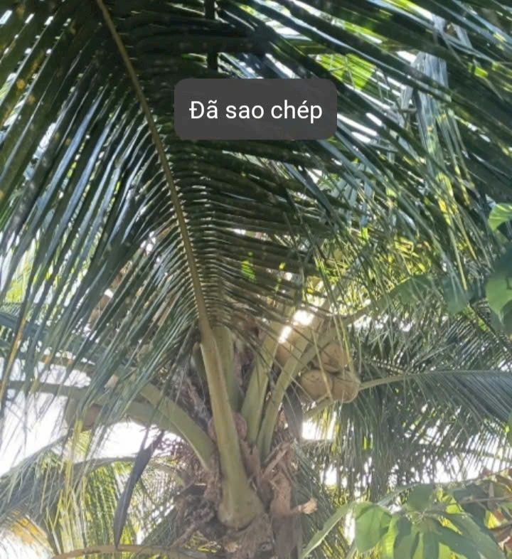 Đất nền An Ngãi Trung, Ba Tri 4000m² giá 560 triệu - Cơ hội đầu tư tuyệt vời!