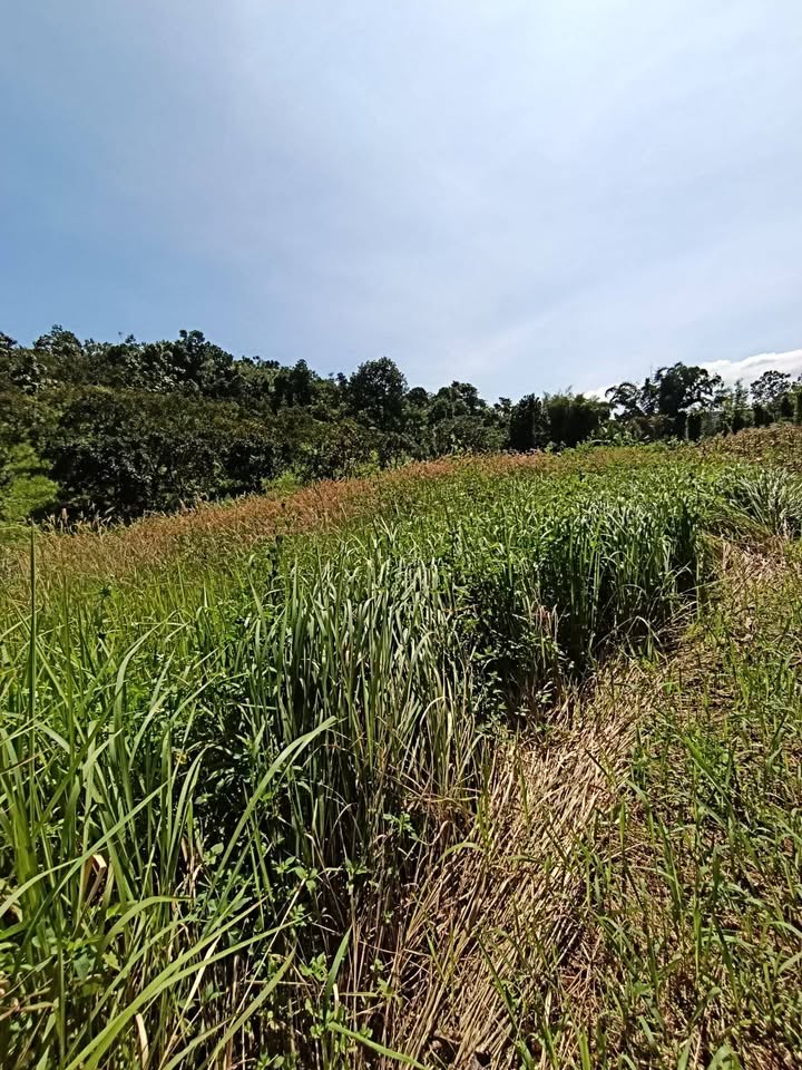 Đất nền 1.2ha tại thôn 8, xã Đắk Buk So - Giá chỉ 1.45 tỷ, sổ đỏ dễ dàng!