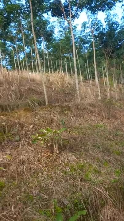 Đất cao su Bù Đăng 50.000m² giá 2 tỷ - Cơ hội đầu tư sinh lời!