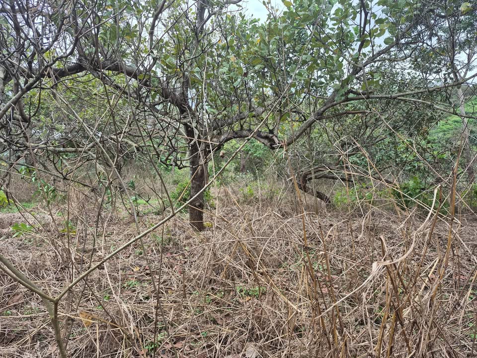 Đất vườn 1.8ha tại Phú Sơn, Bù Đăng - Giá chỉ 1.4 tỷ, sổ hồng chính chủ!