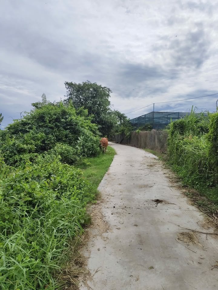 Đất nền 1 sào tại Nà Bồi, Ma Lâm, Bình Thuận - Pháp lý rõ ràng, giá chỉ 499 triệu!