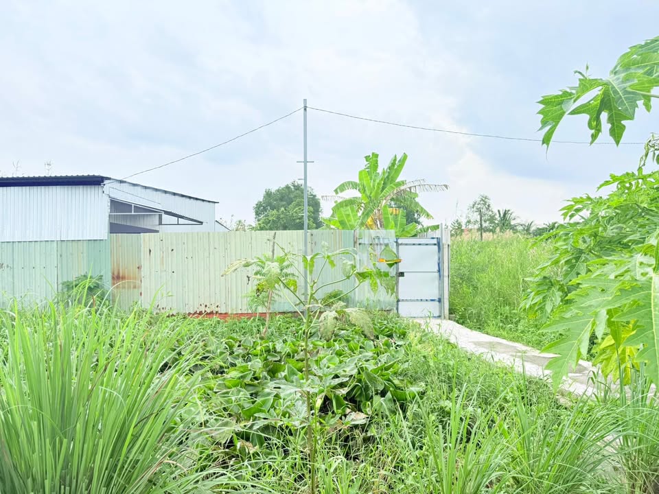 Nhà vườn cho thuê đường Nguyễn Trung Ngạn, An Bình, Rạch Giá - Giá chỉ 2,5 triệu/tháng!