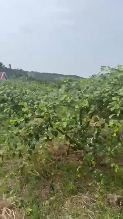 Đất vườn 5600m² tại Lục Ngạn, Bắc Giang - Cơ hội đầu tư hấp dẫn chỉ 1 tỷ!