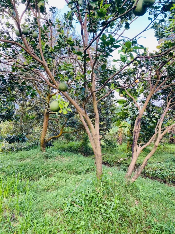 Đất vườn Quới Thành 800m² giá 510 triệu - Đầu tư lý tưởng cho tương lai!