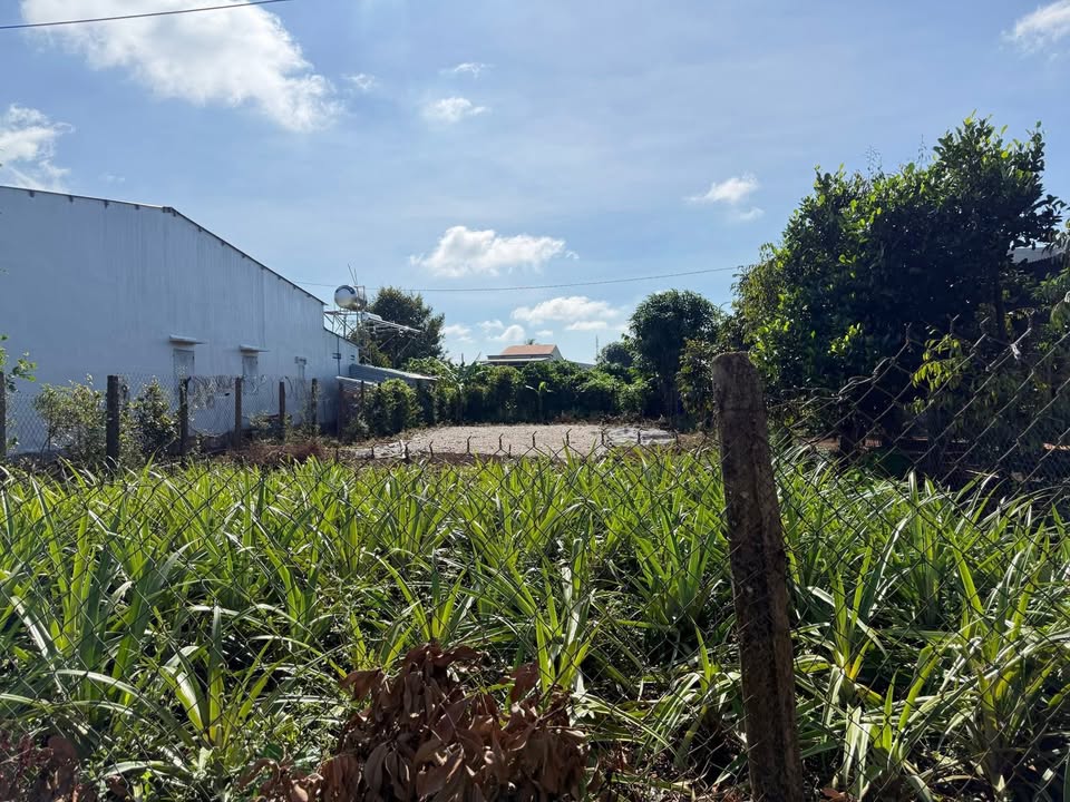 Đất thổ cư 330m² thôn 2, xã Ia Blang - Giá chỉ 800 triệu, đầu tư sinh lời!