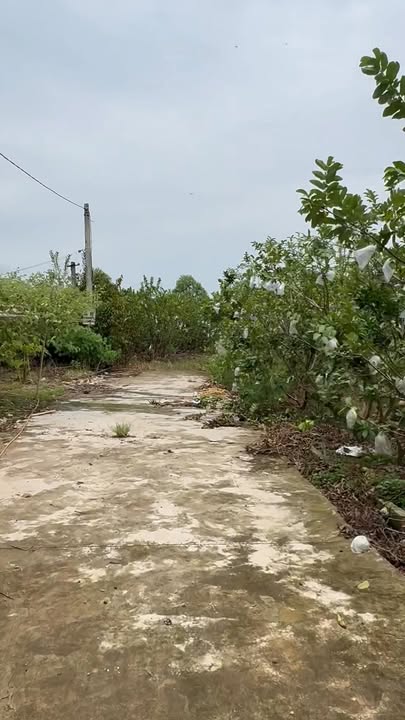 Đất vườn Tân Quang 4094m² giá 1.5 tỷ - Tiềm năng tăng giá mạnh!