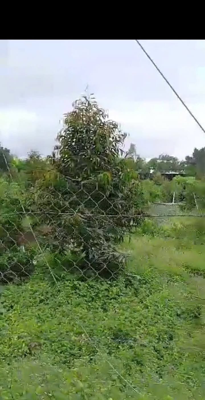 Bán đất nông nghiệp 2500m² tại xã Mỹ Hiệp, giá 6 tỷ - Đầu tư sinh lời ngay!