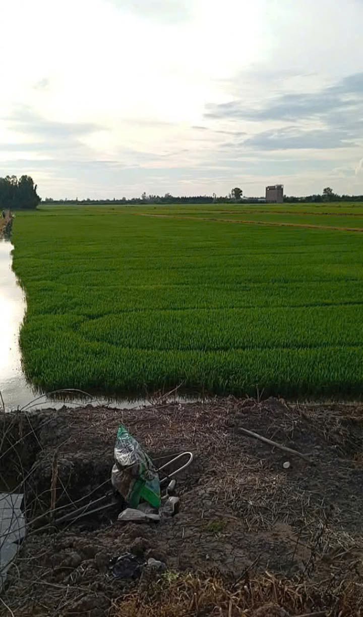 Đất nền ấp Đinh, xã Thạnh Phước, huyện Thạnh Hóa 96.000m² giá 1.2 tỷ - Cơ hội đầu tư tuyệt vời!