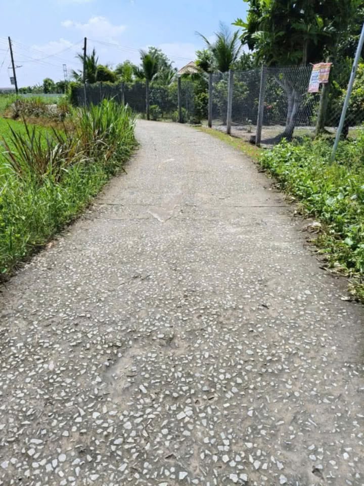 Đất lúa 560m² tại Bình Lương, Thủ Thừa, Long An chỉ 550 triệu - Cơ hội đầu tư hấp dẫn!