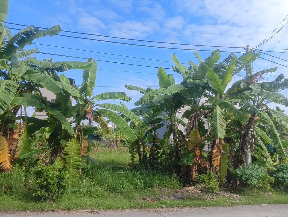 Đất nền Tam Phúc Vĩnh Tường 100m² giá chỉ 2.7 tỷ - Đầu tư sinh lời ngay!