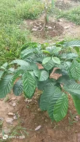 Đất nông nghiệp Phú Văn 3ha giá 1.5 tỷ - Đầu tư sinh lời ngay!