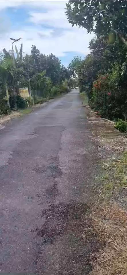 Đất sầu riêng 10,5 công tại xã Phú Điền, huyện Tháp Mười - Giá chỉ 4,3 tỷ!