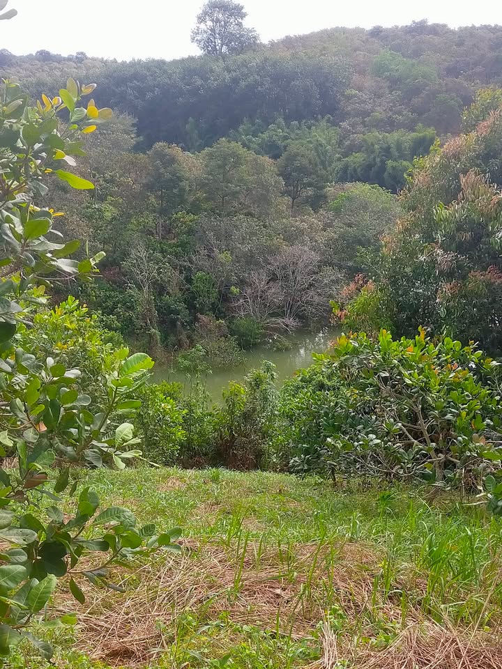 Đất thổ cư 720m² xã Minh Hưng - Giá chỉ 1.5 tỷ - Đường đi riêng thuận tiện!