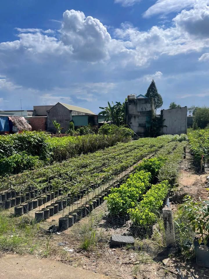 Đất nền Sông Trầu, Trảng Bom 175m² giá 1 tỷ - Sổ đỏ chính chủ!