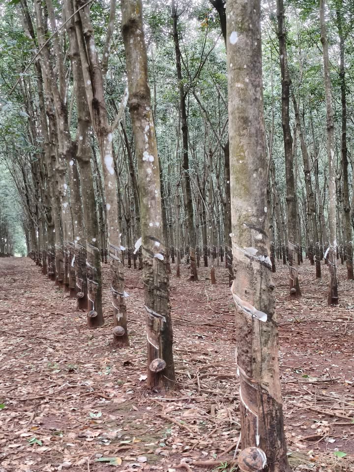 Farm cao su An Phú Hớn Quản 20,000m² giá 4.7 tỷ - Thu nhập ổn định 25-30 triệu/tháng!